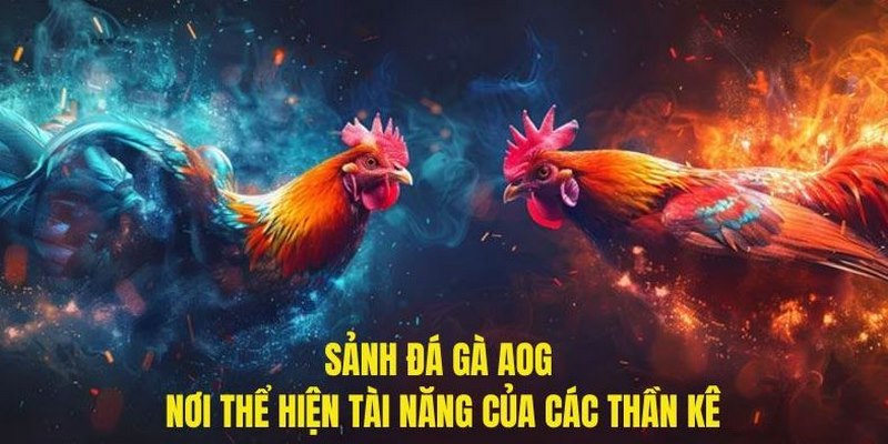 Sảnh cược AOG hấp dẫn người chơi khi tham gia cược đá gà